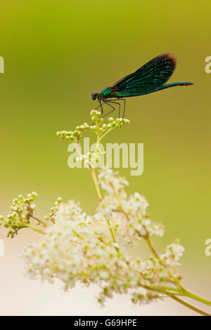 Belle demoiselle, Allemagne / (Calopteryx virgo) Banque D'Images