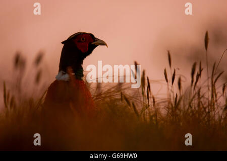 Le faisan commun, homme, Texel, Pays-Bas / (Phasianus colchicus) Banque D'Images