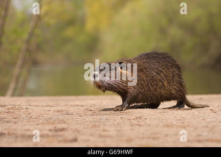 Allemagne, ragondin (Myocastor coypus) / Banque D'Images