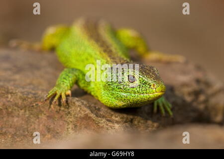 Sand lizard, homme, Allemagne / (Lacerta agilis) Banque D'Images