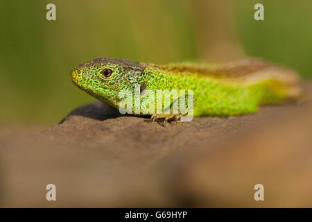 Sand lizard, homme, Allemagne / (Lacerta agilis) Banque D'Images