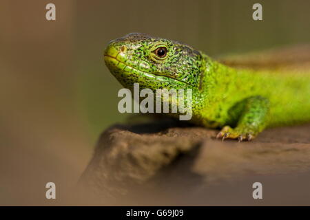 Sand lizard, homme, Allemagne / (Lacerta agilis) Banque D'Images