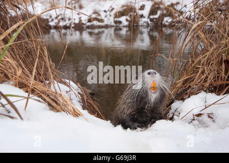 Allemagne, ragondin (Myocastor coypus) / Banque D'Images