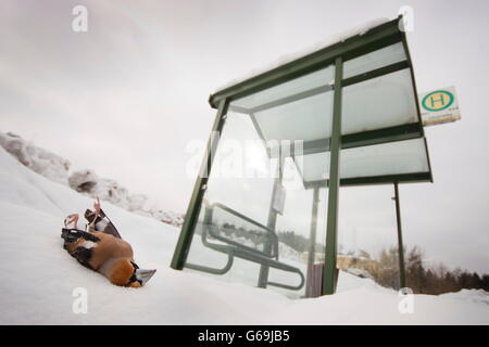 Hawfinch, oiseaux, Allemagne / (Coccothraustes coccothraustes) Banque D'Images