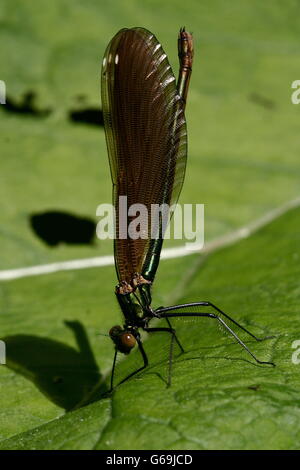 Belle demoiselle, Allemagne / (Calopteryx virgo) Banque D'Images