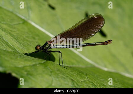 Belle demoiselle, Allemagne / (Calopteryx virgo) Banque D'Images