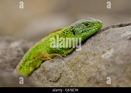 Sand lizard, homme, Allemagne / (Lacerta agilis) Banque D'Images