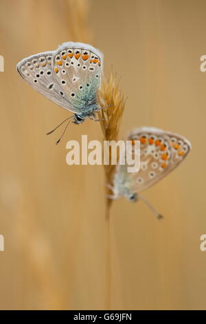 Bleu commun, Allemagne / (Polyommatus icarus) Banque D'Images