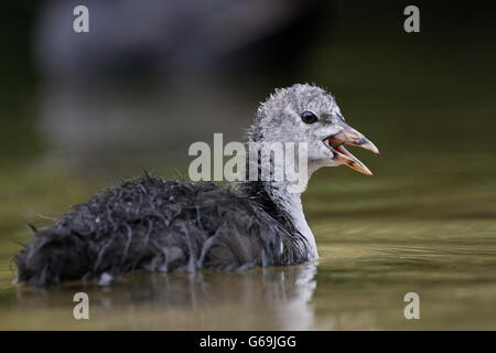 Foulque macroule, Allemagne / (Fulica atra) Banque D'Images