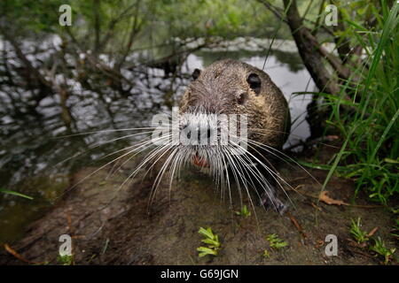 Allemagne, ragondin (Myocastor coypus) / Banque D'Images