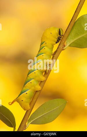 Deathhead Hawk-moth, Allemagne / (Acherontia atropos) Banque D'Images