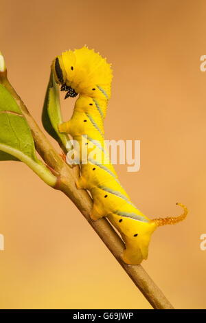 Deathhead Hawk-moth, Allemagne / (Acherontia atropos) Banque D'Images