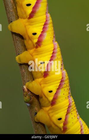 Deathhead Hawk-moth, Allemagne / (Acherontia atropos) Banque D'Images