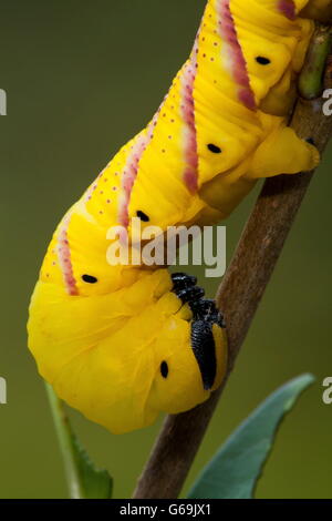 Deathhead Hawk-moth, Allemagne / (Acherontia atropos) Banque D'Images