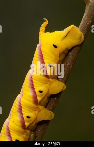 Deathhead Hawk-moth, Allemagne / (Acherontia atropos) Banque D'Images