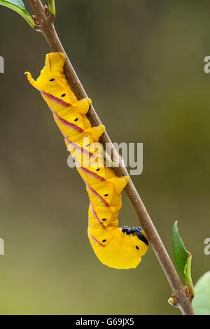 Deathhead Hawk-moth, Allemagne / (Acherontia atropos) Banque D'Images