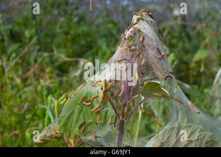 Bird cherry-hermine, Allemagne / (Yponomeuta evonymella) Banque D'Images