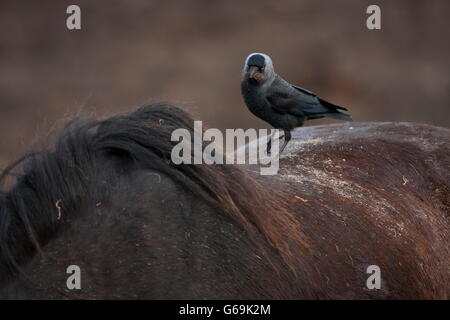 Western jackdaw, cheval, Texel, Pays-Bas / (Corvus monedula) Banque D'Images