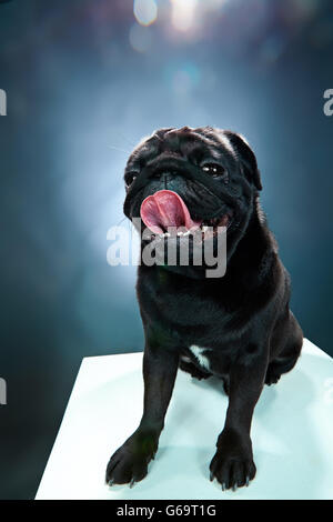 Close-up un chiot Pug devant fond bleu Banque D'Images