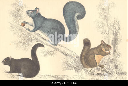 Les écureuils : American Black Squirrel. Chickaree ; Gris. Imprimer 1870, orfèvre. Banque D'Images