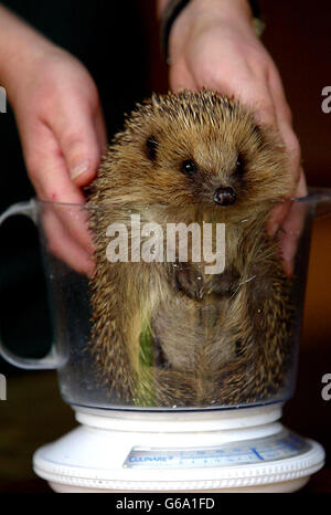 Hedgehog Rescue en raison de Cull Banque D'Images