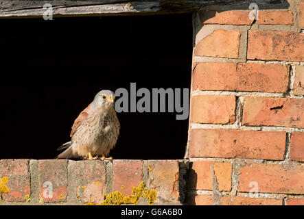 Homme sauvage crécerelle (Falco tinnunculus) perché à l'entrée de la grange rustique, Warwickshire Banque D'Images