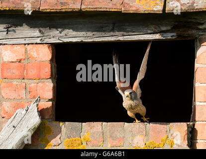 Homme sauvage crécerelle (Falco tinnunculus), décollant de l'extérieur du nid, Warwickshire Banque D'Images