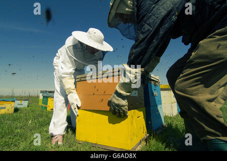 Vue arrière horizontal de deux apiculteurs travaillant sur les ruches d'abeilles essaimer autour d'eux Banque D'Images