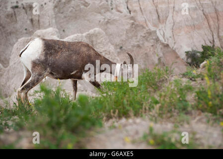 Mouflon femelle paissant dans Badlands National Park, South Dakota, USA Banque D'Images