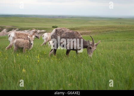 Le mouflon d'agneaux et de brebis paissant dans Badlands National Park, South Dakota, USA Banque D'Images