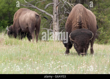 Bison d'Amérique paissant dans la National Bison Range, Montana, USA Banque D'Images