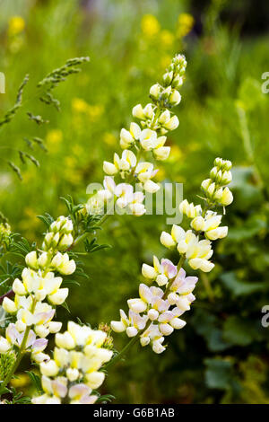 Les fleurs de l'arbre jaune le lupin (Lupinus arboreus) Banque D'Images