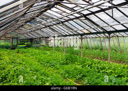 Grande serre où les légumes sont cultivés Banque D'Images