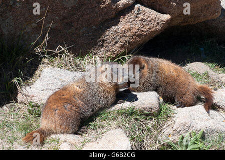 Les marmottes à ventre jaune (Marmota flaviventris), Rocky Mountain National Park, Colorado, USA Banque D'Images