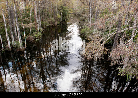 Cyprès poussant dans le parc national des Everglades, Florida, USA Banque D'Images