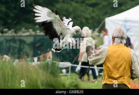 Le Lincolnshire, au Royaume-Uni. 23 Juin, 2016. Gratuites, JCB Diggers Danse, saut à cheval, oiseaux de proie, les meilleures races de chevaux et de charrettes, cascades, d'affichage, de vélos et de l'artisanat traditionnel, présentoirs de vente une partie de l'attraction de cette années pour les visiteurs de profiter se terminant le spectacle avec le rapport annuel de jeunes agriculteurs et de l'eau fleurs branches bataille . Credit : Clifford Norton/Alamy Live News Banque D'Images