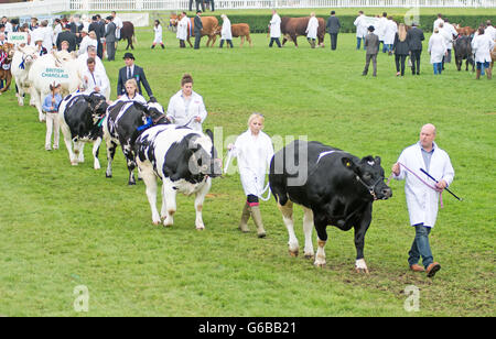 Le Lincolnshire, au Royaume-Uni. 23 Juin, 2016. Gratuites, JCB Diggers Danse, saut à cheval, oiseaux de proie, les meilleures races de chevaux et de charrettes, cascades, d'affichage, de vélos et de l'artisanat traditionnel, présentoirs de vente une partie de l'attraction de cette années pour les visiteurs de profiter se terminant le spectacle avec le rapport annuel de jeunes agriculteurs et de l'eau fleurs branches bataille . Credit : Clifford Norton/Alamy Live News Banque D'Images