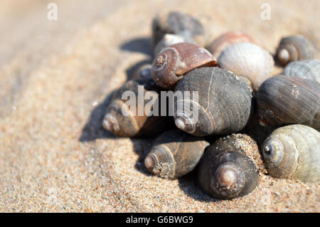 Coquille d'escargot dans le sable Banque D'Images