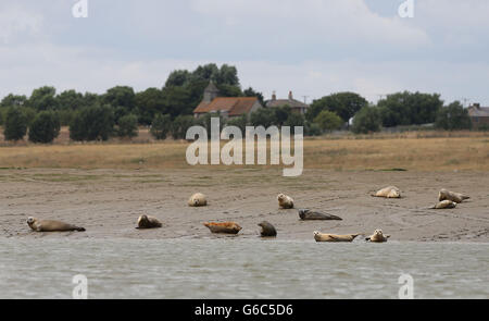 Un groupe de phoques communs près de Whitstable, dans le Kent, alors que la Zoological Society of London effectue le premier dénombrement par air, terre et mer de phoques gris et de phoques communs le long de la Tamise et s'étendant jusqu'à l'estuaire de Tilbury. Banque D'Images