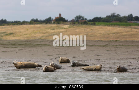 Un groupe de phoques communs près de Whitstable, dans le Kent, alors que la Zoological Society of London effectue le premier dénombrement par air, terre et mer de phoques gris et de phoques communs le long de la Tamise et s'étendant jusqu'à l'estuaire de Tilbury. Banque D'Images