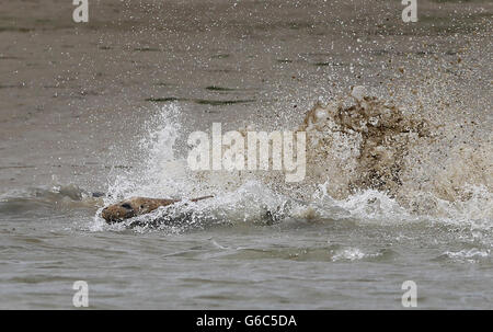 (Sous EMBARGO JUSQU'AU 00:01 LUNDI 19 AOÛT) un Phoque commun entre dans l'eau près de Whitstable, Kent, que la Société zoologique de Londres le tout premier comte de phoques gris et de phoques communs dans l'estuaire de la Tamise par air, terre et mer. Banque D'Images