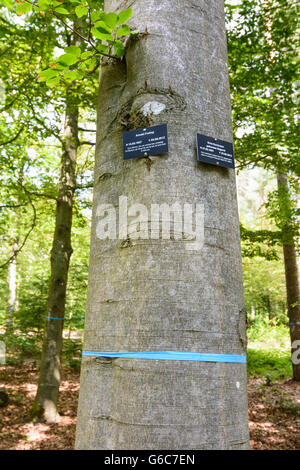 Cimetière des forêts ( cemetery urn normale places sous les arbres ) : les pierres tombales sur les arbres, Bad Teinach-Zavelstein, Allemagne, Baden- Banque D'Images