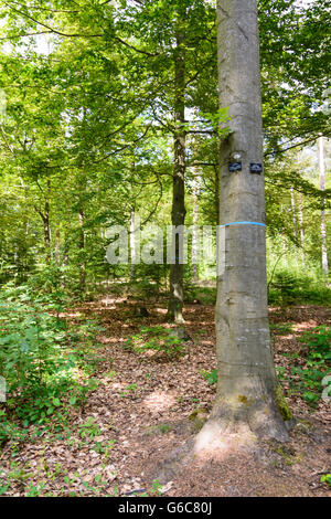 Cimetière des forêts ( cemetery urn normale places sous les arbres ) : les pierres tombales sur les arbres, Bad Teinach-Zavelstein, Allemagne, Baden- Banque D'Images