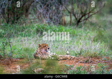 Cheetah dans Kruger National Park, Afrique du Sud ; Espèce Acinonyx jubatus famille des félidés Banque D'Images