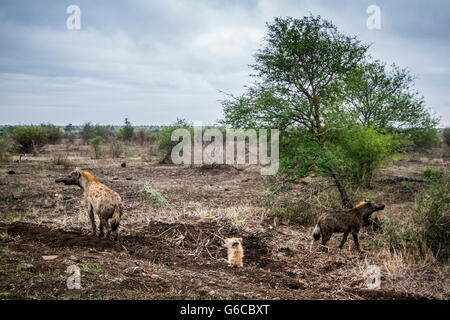 Vu hyeana dans Kruger National Park, Afrique du Sud ; Espèce Crocuta crocuta famille des Hyénidés Banque D'Images