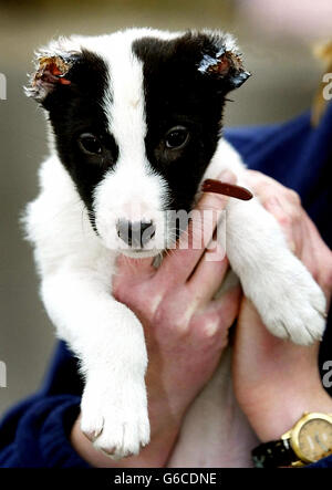 Berkeley le chiot de Springfield Kennels, Ossett, West Yorkshire qui a été trouvé après que ses deux oreilles ont été coupées. Un gardien de chien a condamné l'attaque sauvage contre le chiot de 10 semaines qui avait les deux oreilles arrachées. * la frontière collie Croix pup, a été trouvé en itinérance dans les rues des eeds. Lee Hayward, 28 ans, garde de chiens au conseil municipal de Leeds, a déclaré que c'était l'un des pires cas de cruauté qu'il avait vu Banque D'Images