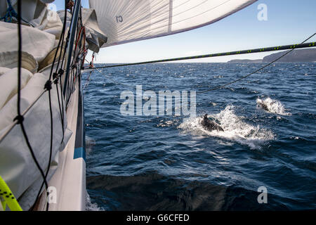 Dauphins nagent en face de l'yacht Garmin lors de la Clipper Round the World / Rolex Sydney to Hobart race 2015. Banque D'Images