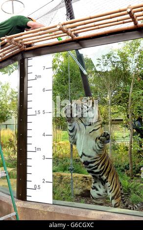 Jae Jae, le tigre de Sumatran, s'étire pour prendre un petit déjeuner d'un gardien, et est mesuré en même temps pendant la prise annuelle de poids et de tailles, au zoo de Londres à Regents Park dans le centre de Londres. Banque D'Images