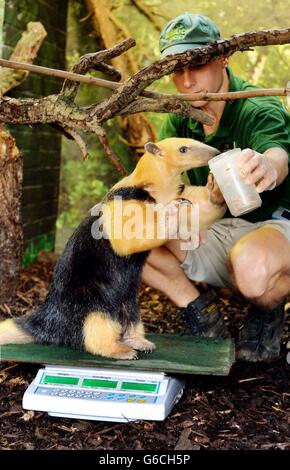 Tammy, l'Anteater de l'arbre, profite d'un petit-déjeuner à la mealworm en étant assise sur un ensemble de balances électroniques et est pesée, pendant le stock annuel de poids et de tailles, au zoo de Londres à Regents Park dans le centre de Londres. Banque D'Images