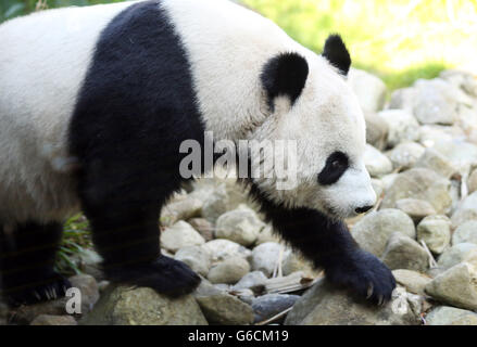 Tian Tian, le panda géant du zoo d'Édimbourg, dans son enceinte aujourd'hui car elle a été mise sous surveillance 24 heures après que les derniers tests hormonaux ont révélé qu'elle pourrait être enceinte. Banque D'Images